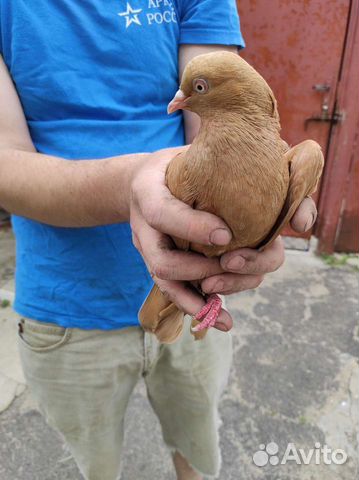 Продам голубя домашнего