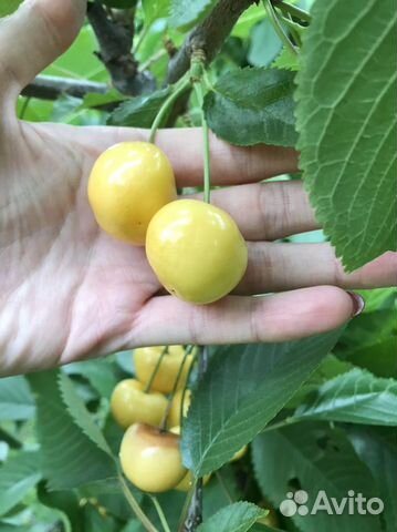 Черенки уникальных и редких сортов плодовых деревь