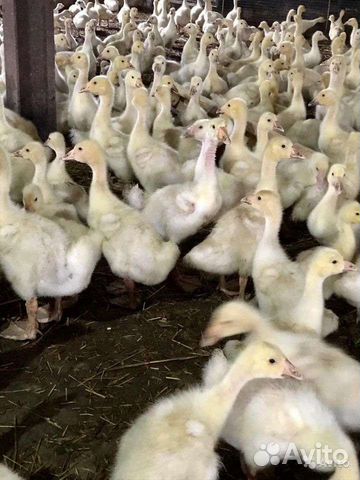 Гусята линда чистокровная и Ваньси