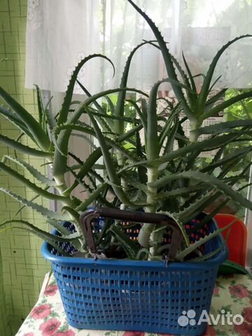 Цветы комнатные