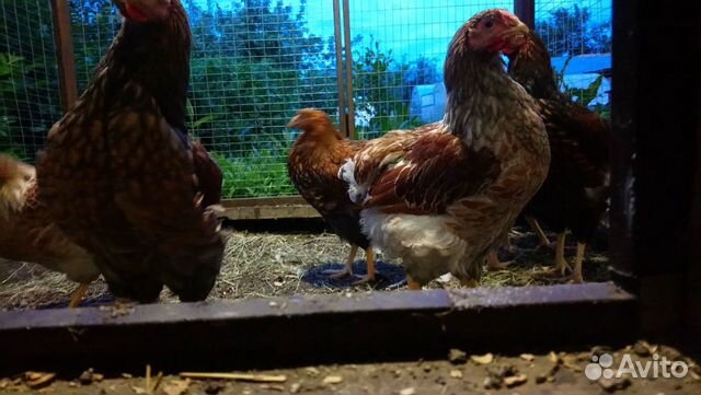 Виандот с голубым окаймлением