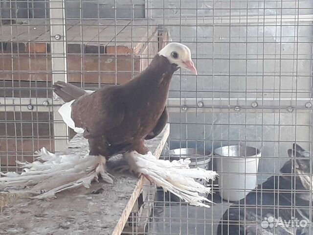 Продажа голубей северокавказкие, павлины, красные