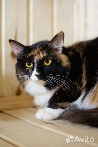 Даша в поисках дома