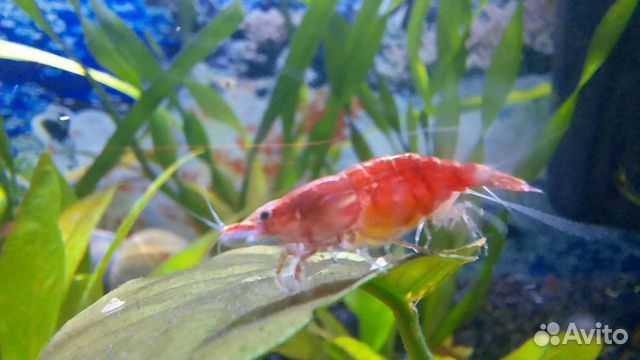 Растения мхи креветки