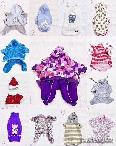 Одежда для собак много