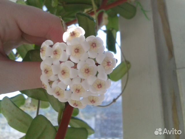 Хойя Бурма, укорененные черенки