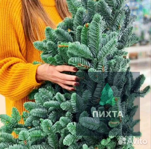 Пихта Новогодняя Купить Пихта Новогодняя Купить