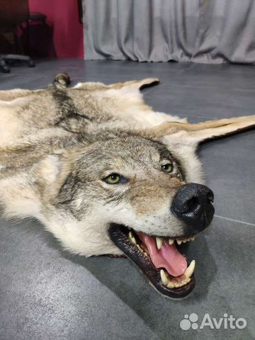 Чучело волка