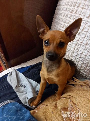 Русский той терьер супер мини. Toy терьер мини. Йошкар оле той терьер. Мини той терьер мальчик. Помесь чихуахуа и той терьера.