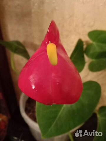 Декоративные растения бронь