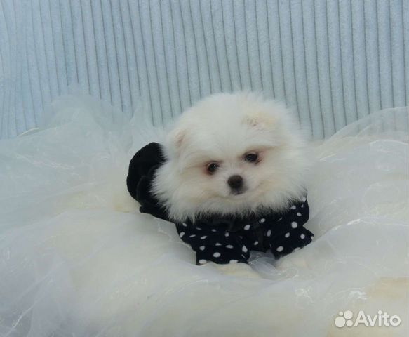 Без предоплат.Померанский шпиц девочка белая
