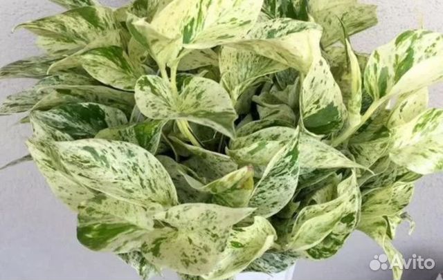 Филодендроны, эпипремнумы, сингониумы