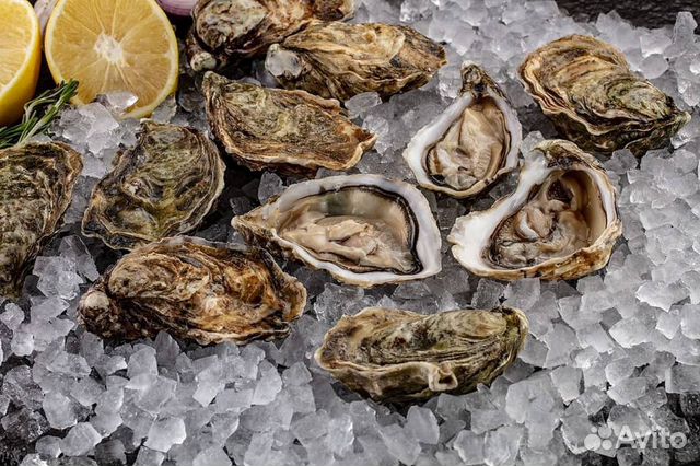 Живые устрицы Дальневосточные
