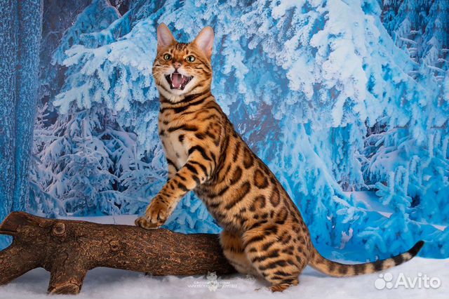 Бенгальский мачо