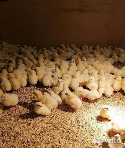 Суточный бройлер цыплята Росс-308