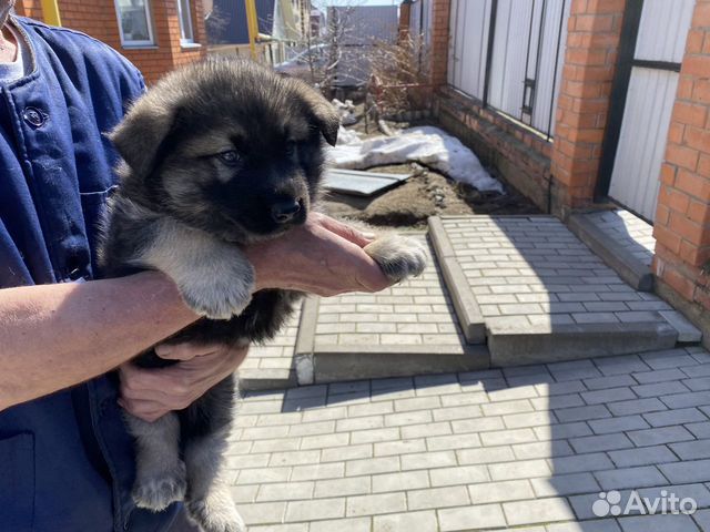 Щенок восточноевропейской овчарки