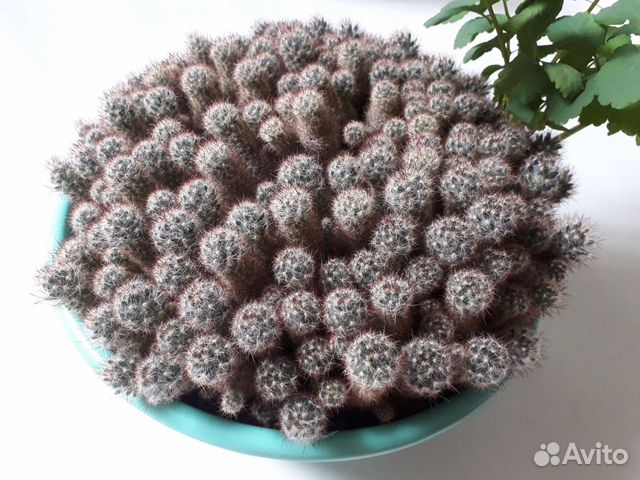 Кактус 35/20см