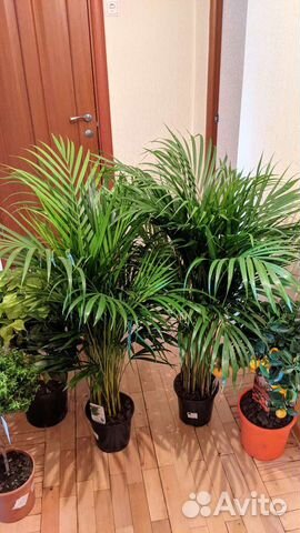 Пальма Арека, Дипсис