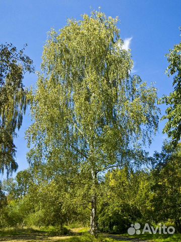 Саженцы березы клена ели сосны рябины папоротник