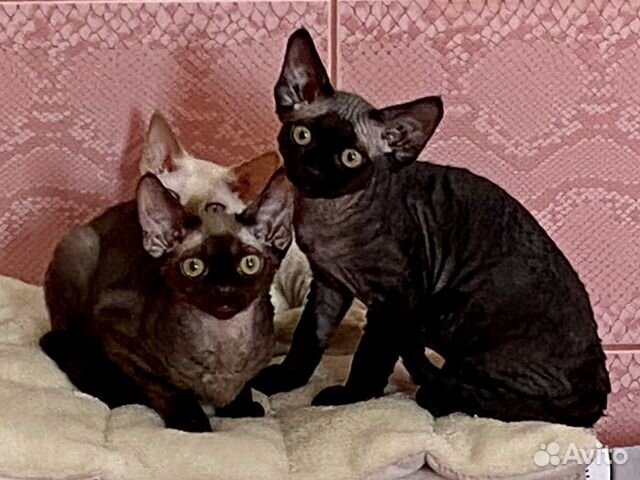 Девон рекс котята негритята