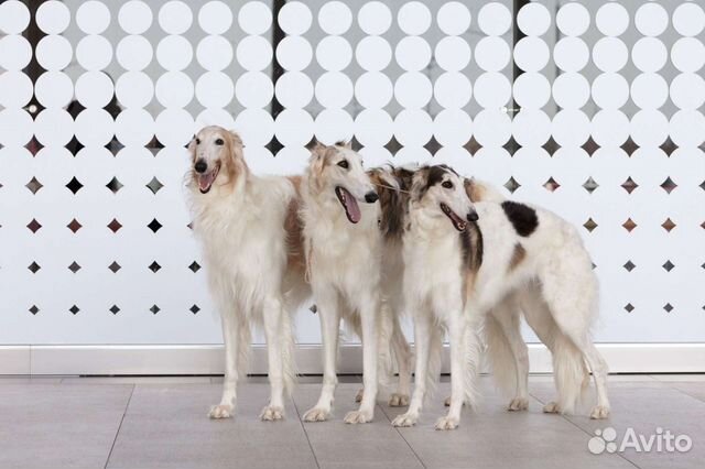 Собаки для фотосессии