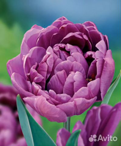 Тюльпан Lilac Perfection