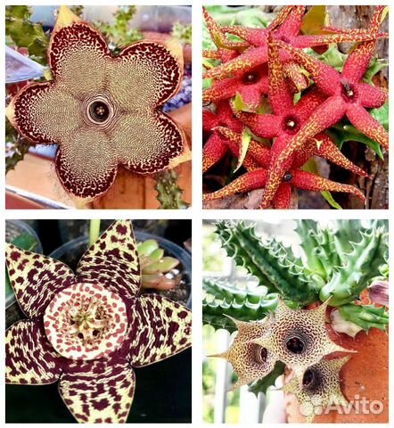 Суккуленты Эдитколея, гуэрния, стапелия, орбея