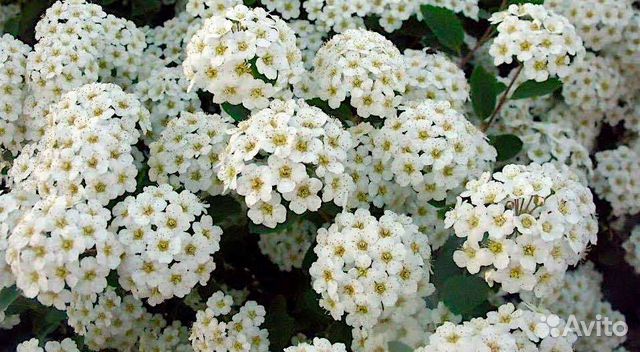 Спирея кустовая многолетняя