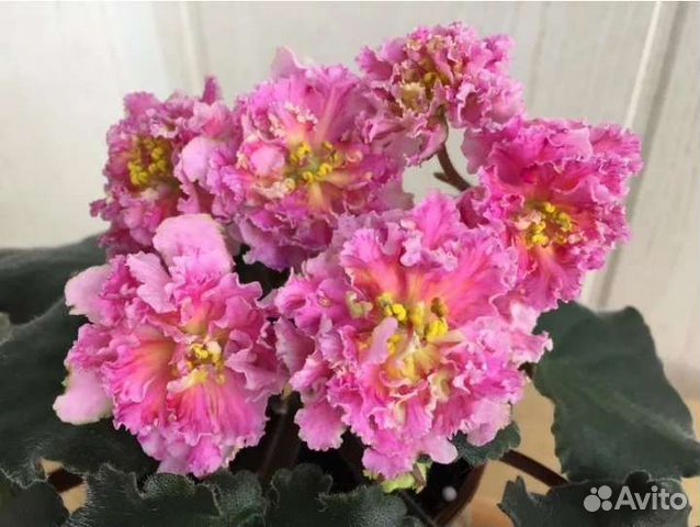 Фиалки ек фото и описание сорта Фиалка ек - Бархатцы (укоренённые детки) купить в Липецке Товары для дома и дачи