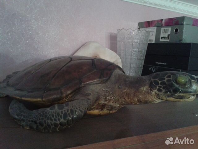 Чучело черепахи Чучело черепахи