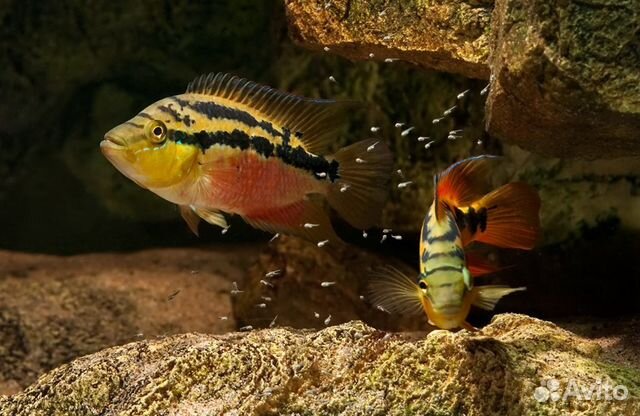 Цихлазомы 17видов, Хромисы, Попугаи, Фловер Хорны