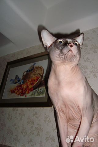 Вязка кота
