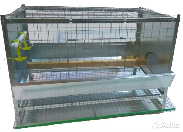 Купить Несушек На Авито В Кирове