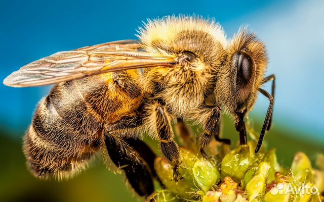 Продаю пчелиные рои, семьи пчел купить на Зозу.ру - фотография № 1