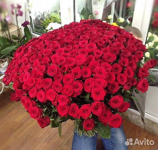 Розы редик розы ред наоми 101 роза Розы редик розы ред наоми 101 роза