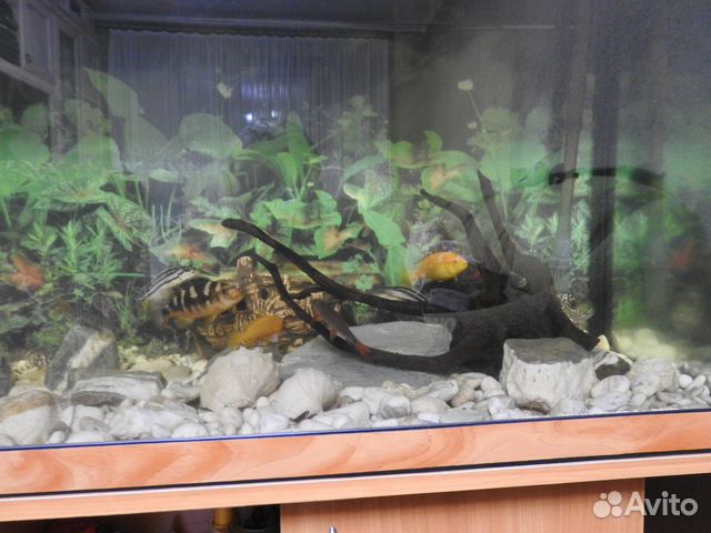 Продам аквариум с тумбой с оборудованием 350 литр купить на Зозу.ру - фотография № 5