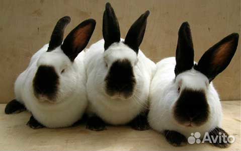 Кролики породы Фландр и Калифорнийские чистопородн купить на Зозу.ру - фотография № 3