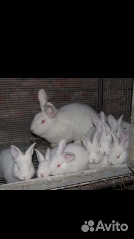 Кролики Французский Баран, нзб купить на Зозу.ру - фотография № 2