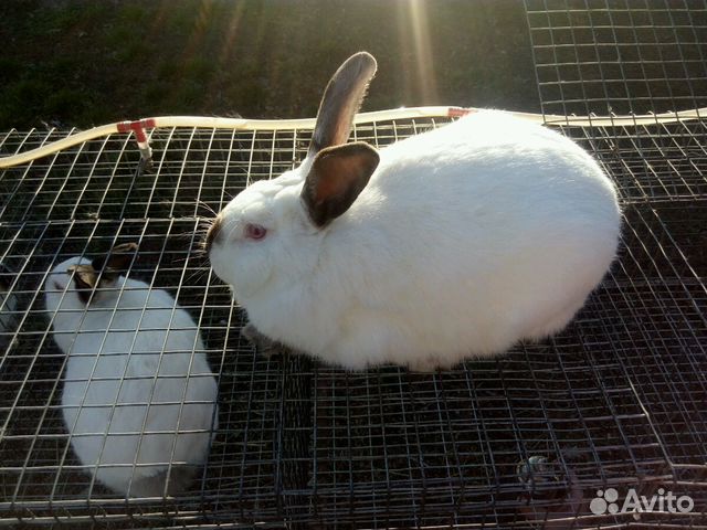 Калифорнийские Кролики Купить В Нижегородской Области Починки