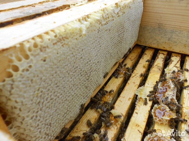 Пчелопакеты среднерусской пчелы купить на Зозу.ру - фотография № 6