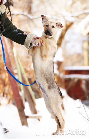 Очаровательный щенок мальчик в добрые руки купить на Зозу.ру - фотография № 4