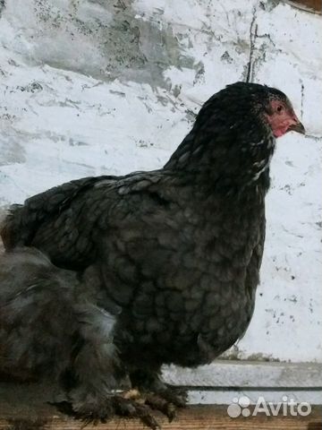 Цыплята породы Брама купить на Зозу.ру - фотография № 3