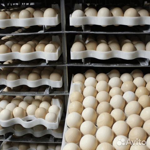 Инкубационное яйцо бройлера Кобб 500 на январь купить на Зозу.ру - фотография № 1