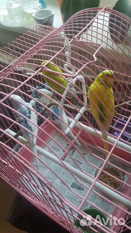 Волнистые попугаи, канарейки,кареллы купить на Зозу.ру - фотография № 3
