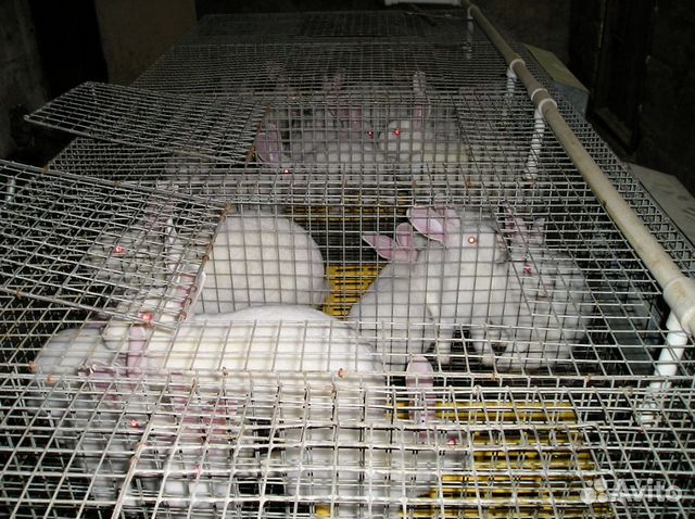 Клетки для кроликов маточные, откормочные купить на Зозу.ру - фотография № 5