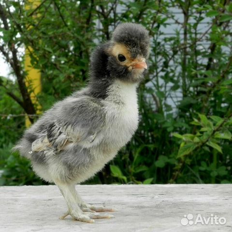 Цыплята инкубационное яйцо купить на Зозу.ру - фотография № 3