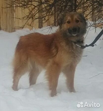 Стрижка собак в котельниче