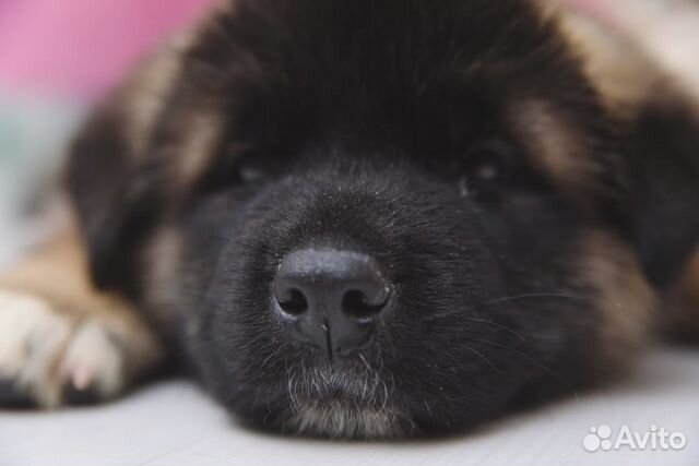 Большая японская собака купить на Зозу.ру - фотография № 1