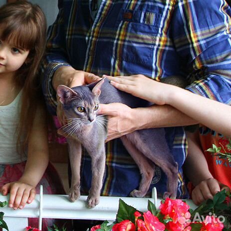Абиссинские котята - Мальчики и Девочки