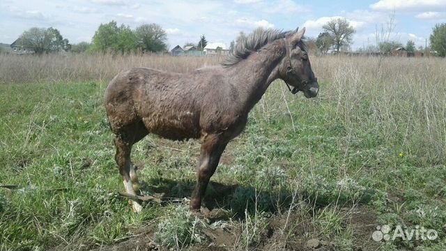 Курская лошади. Лошади Курская. Лошадка по Курской область. Поглядеть в Курской области лошадей в Воронежской области. Лошади в Курской области на авито.